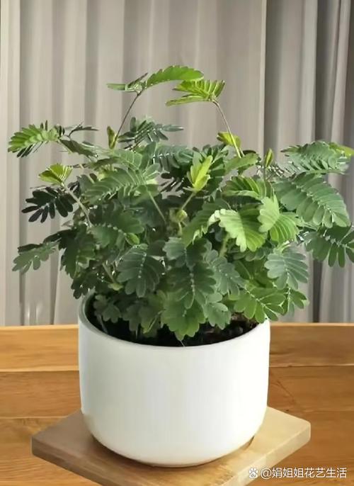 含羞草影院在线观看指南｜最新影视资源、免费追剧平台、高清流畅播放体验