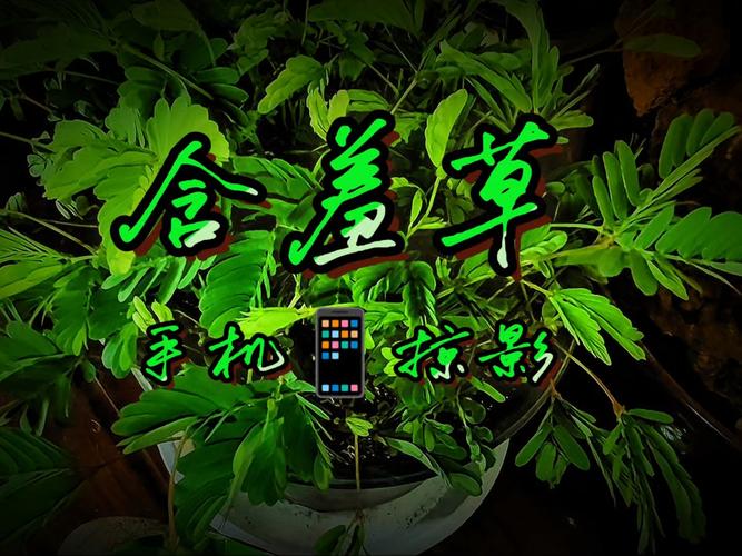 含羞草影院在线观看指南｜最新影视资源、免费追剧平台、高清流畅播放体验